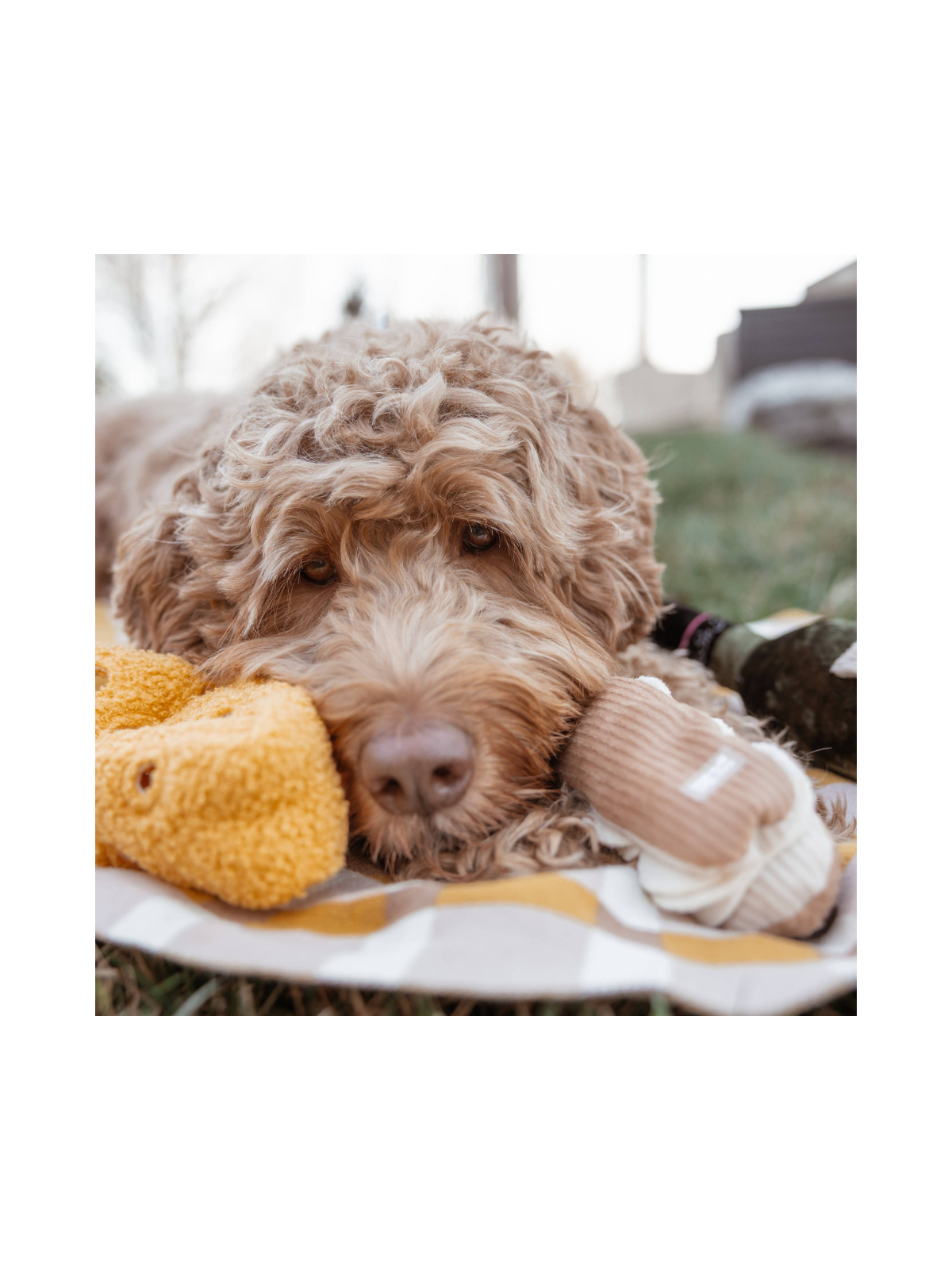 Fromage Enrichment Toy