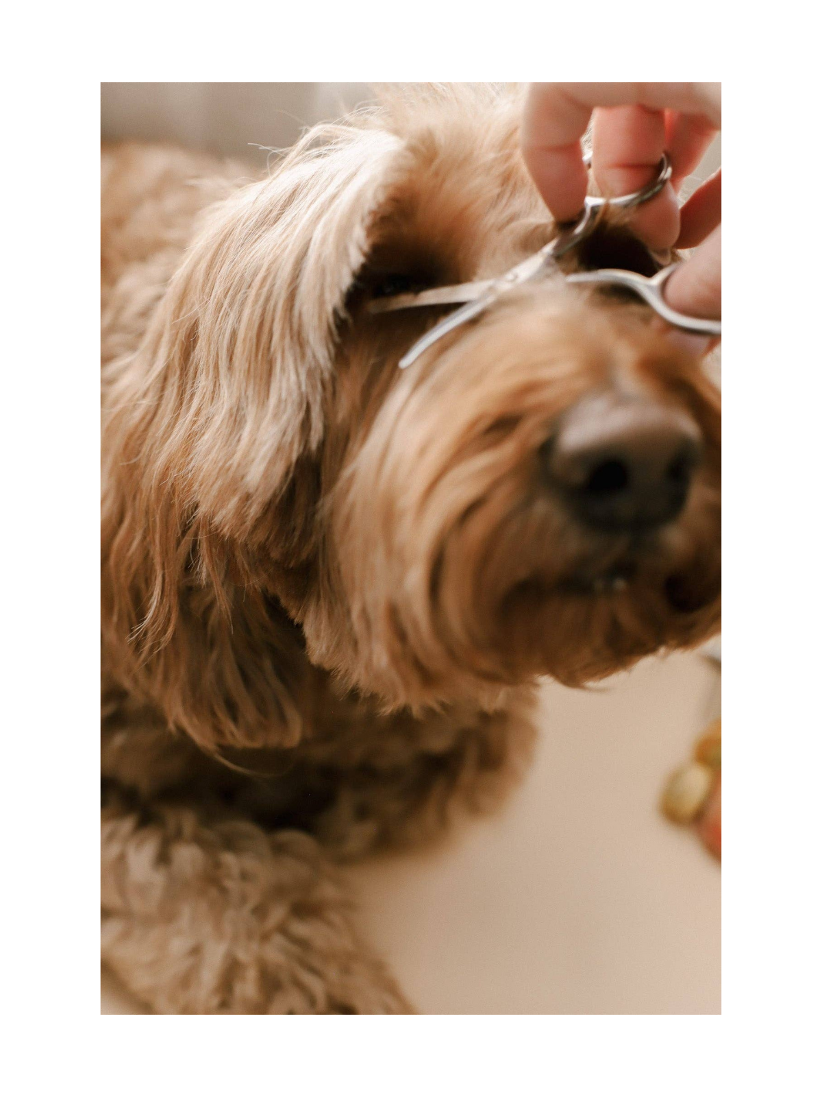 Puppy Grooming Kit