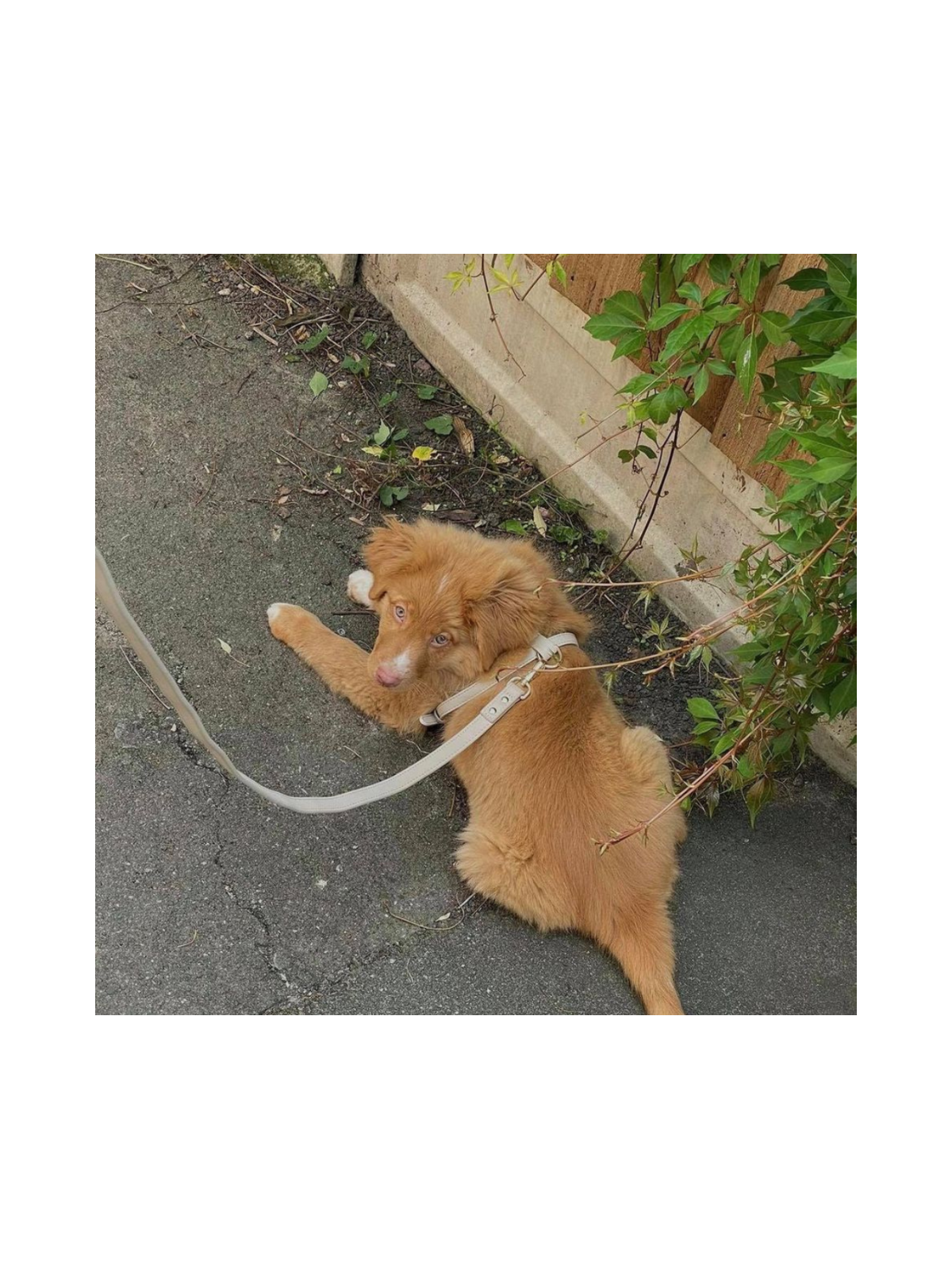 Leash – Cream