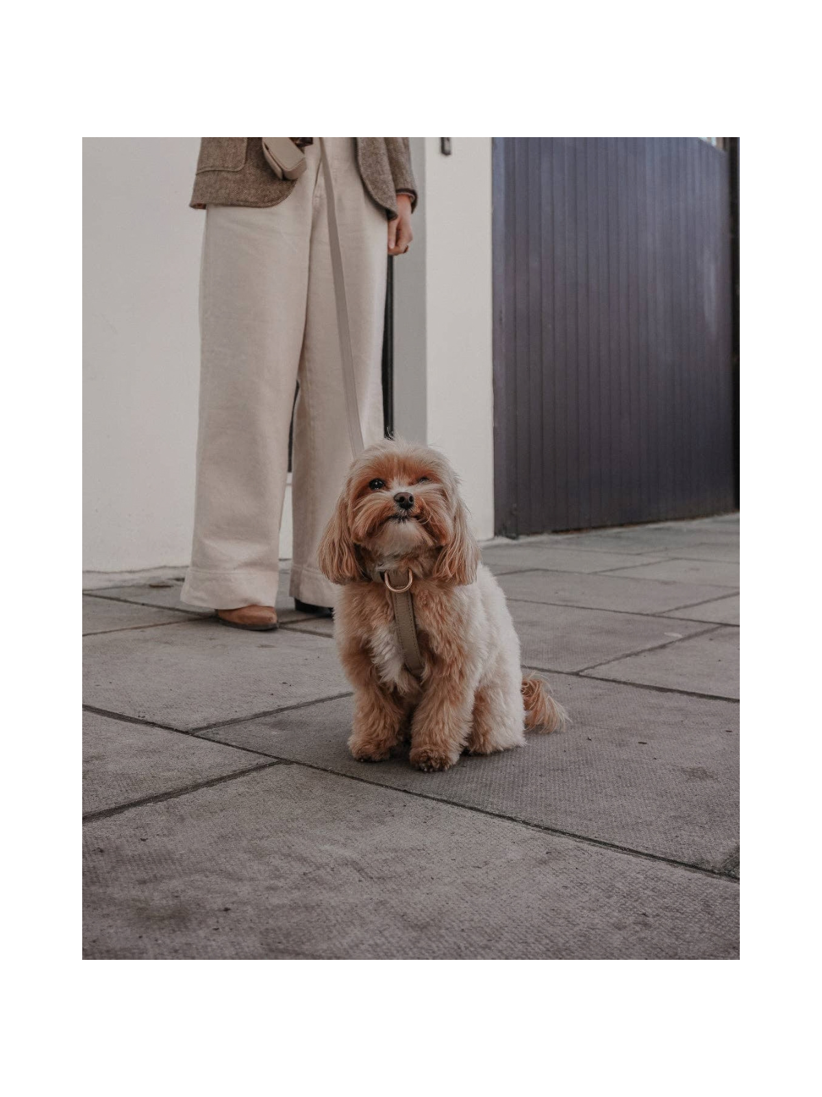 Studio Step-In Dog Harness – Hazelnut