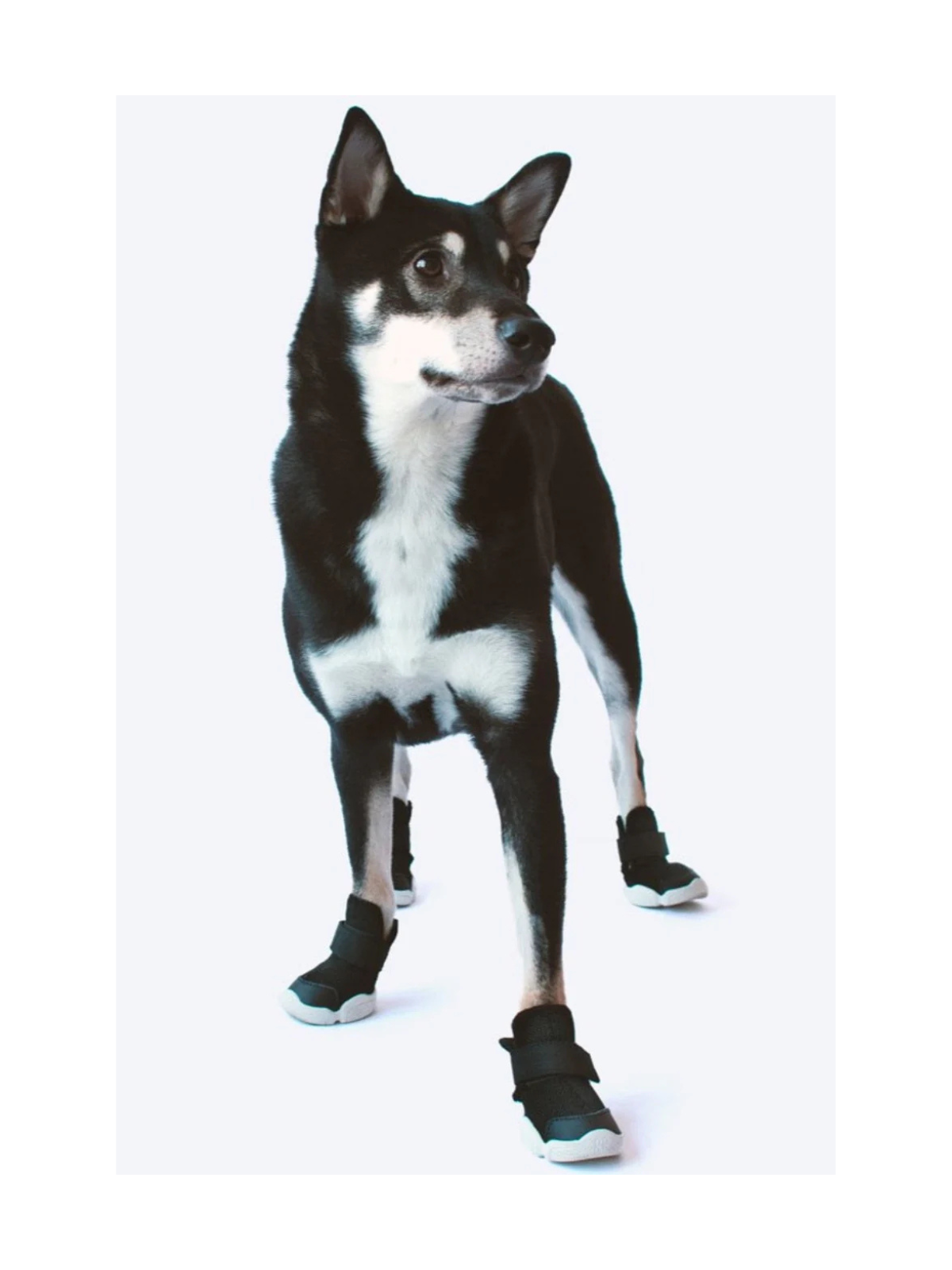 Caesar 1 Dog Sneaker – Black & White