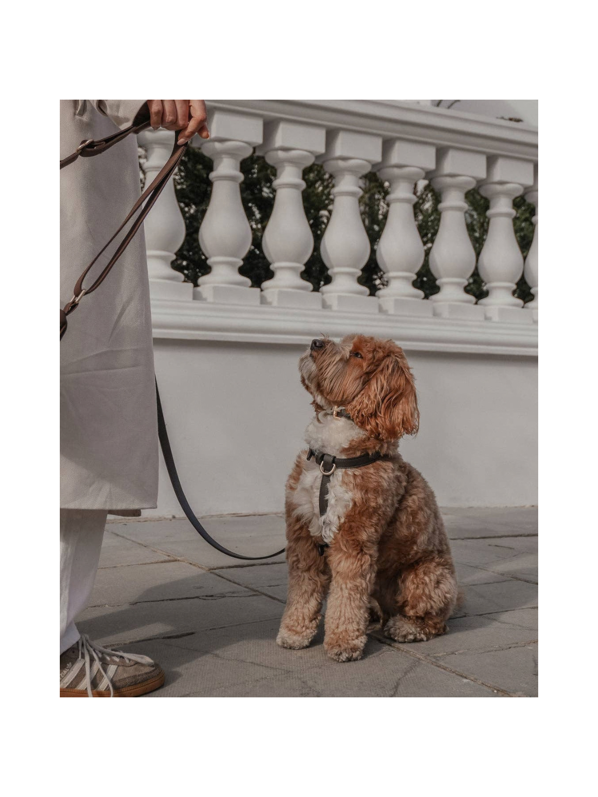 Studio Step-In Dog Harness – Chocolate