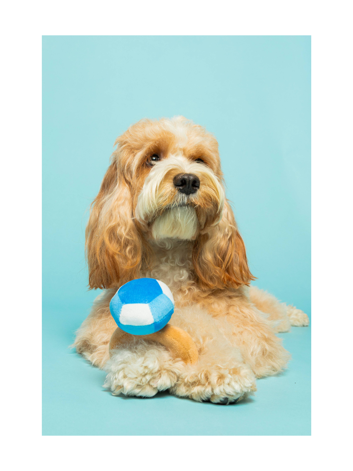 Bling Bling Diamond Ring Dog Toy