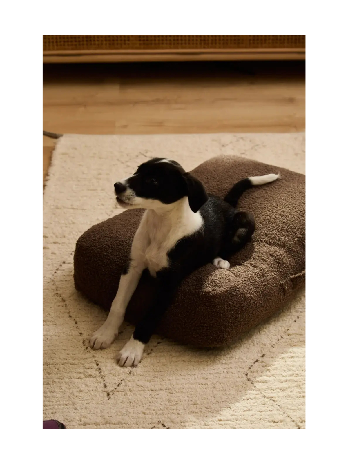 Taico Teddy Dog Cushion – Brown