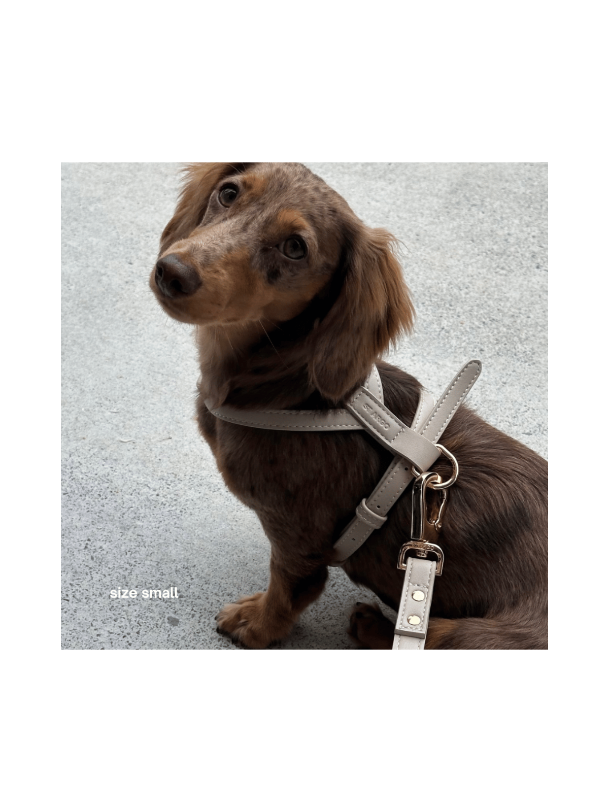 Harness – Cream
