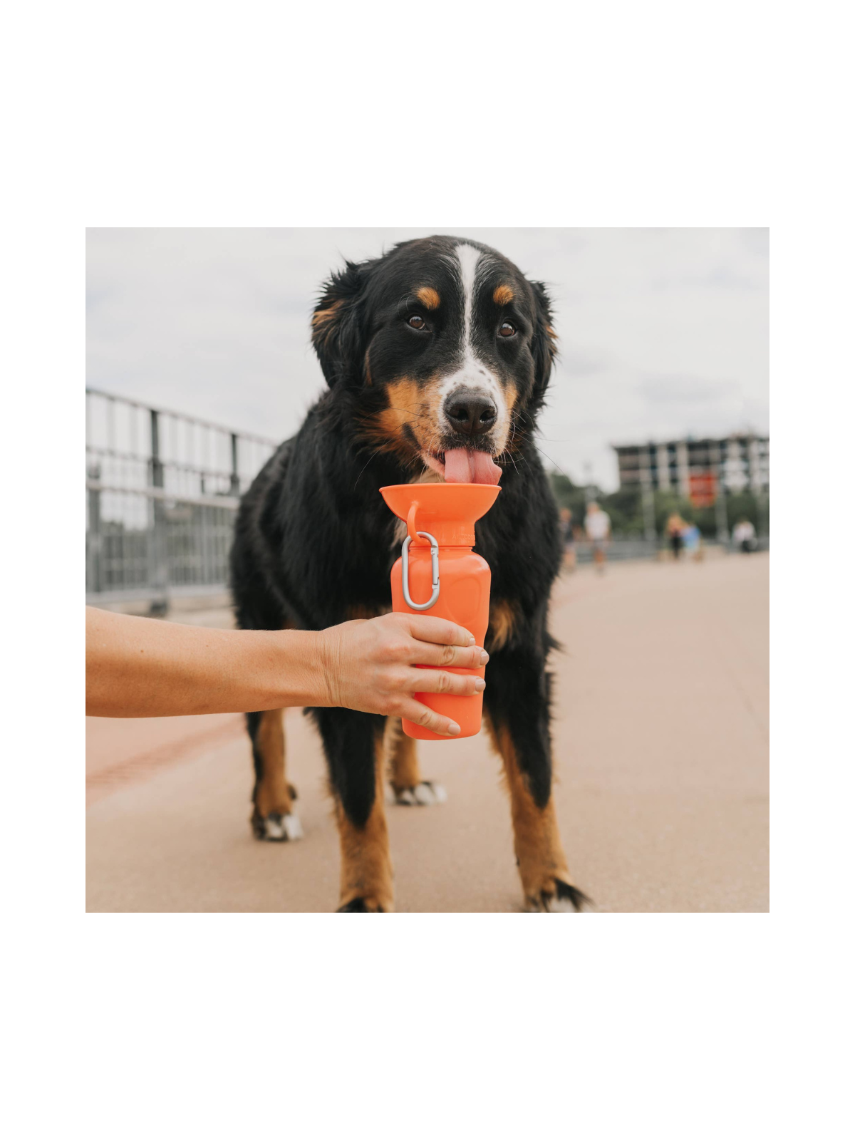 Travel Water Bottle – Poppy (650ml)