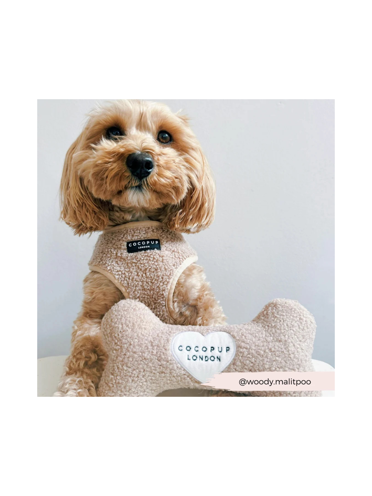 Teddy Rupert Bone Toy