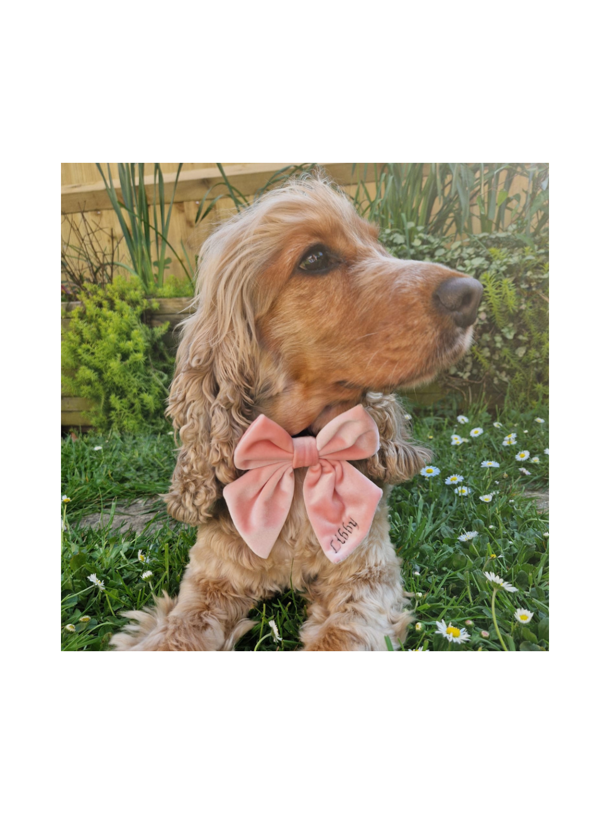 Luxe Velvet Sailor Dog Bow Tie - Baby Pink