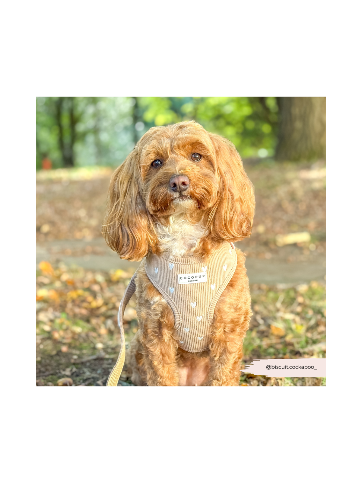 Chai Hearts Adjustable Neck Harness