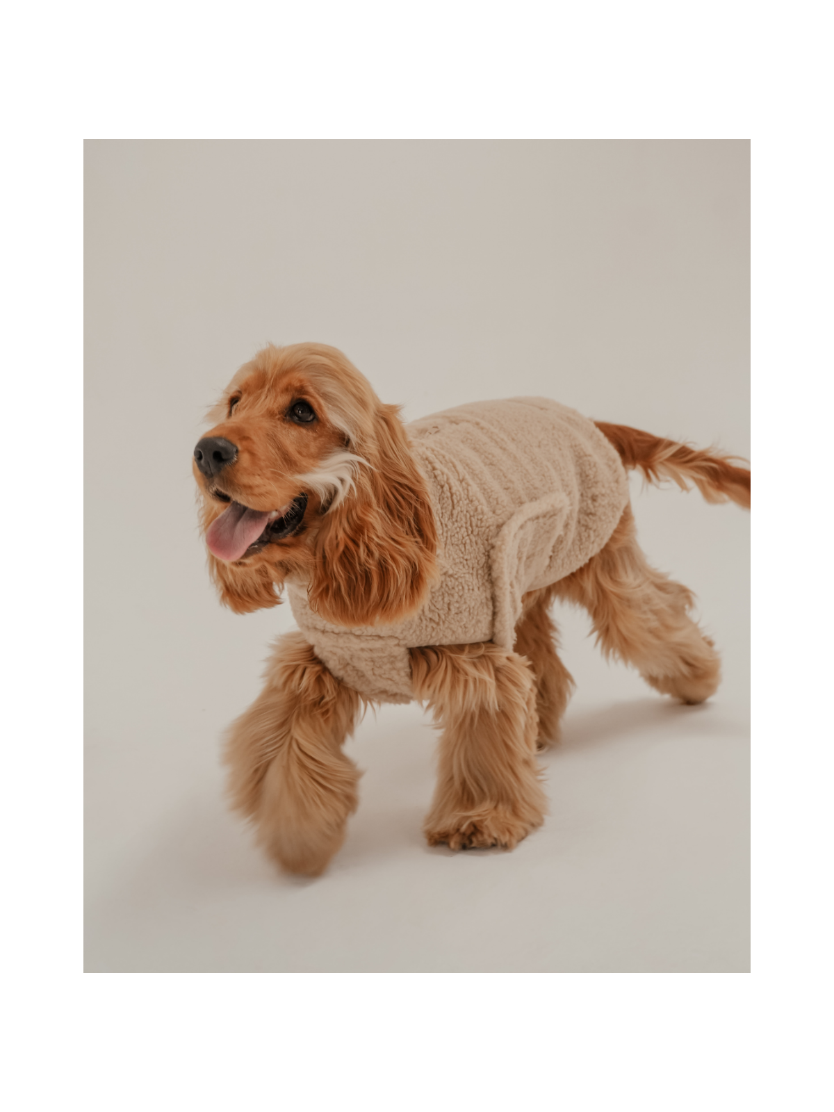 The Capsule Cosy Dog Coat