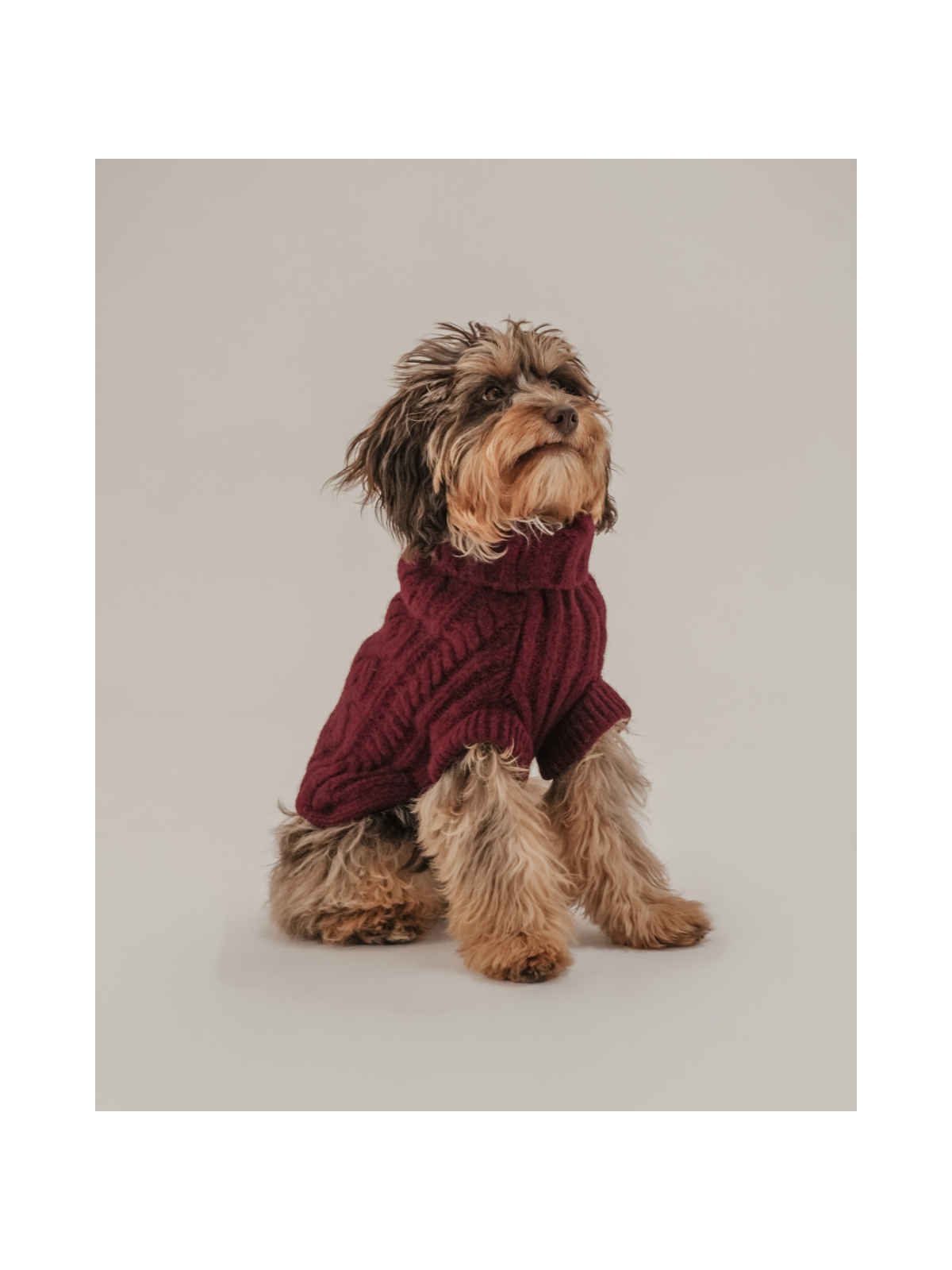 The Capsule Cable Knit Dog Sweater – Bordeaux