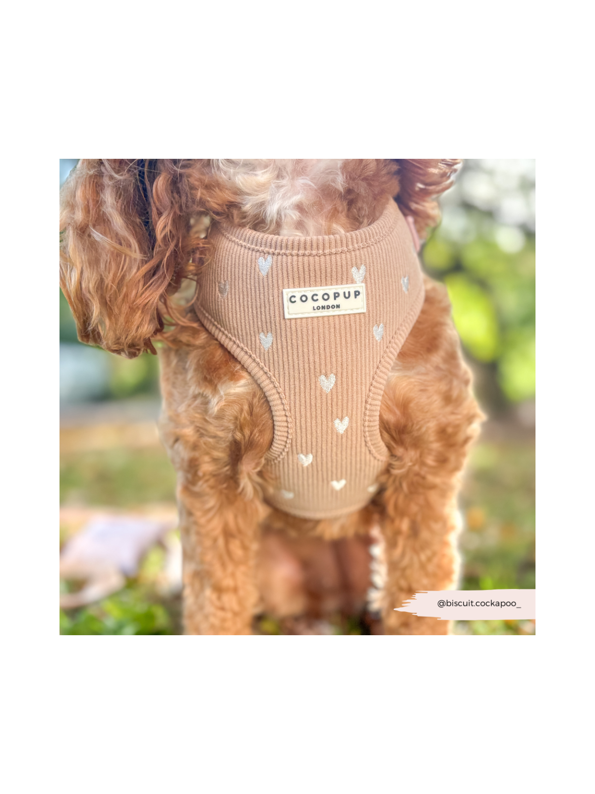 Chai Hearts Adjustable Neck Harness
