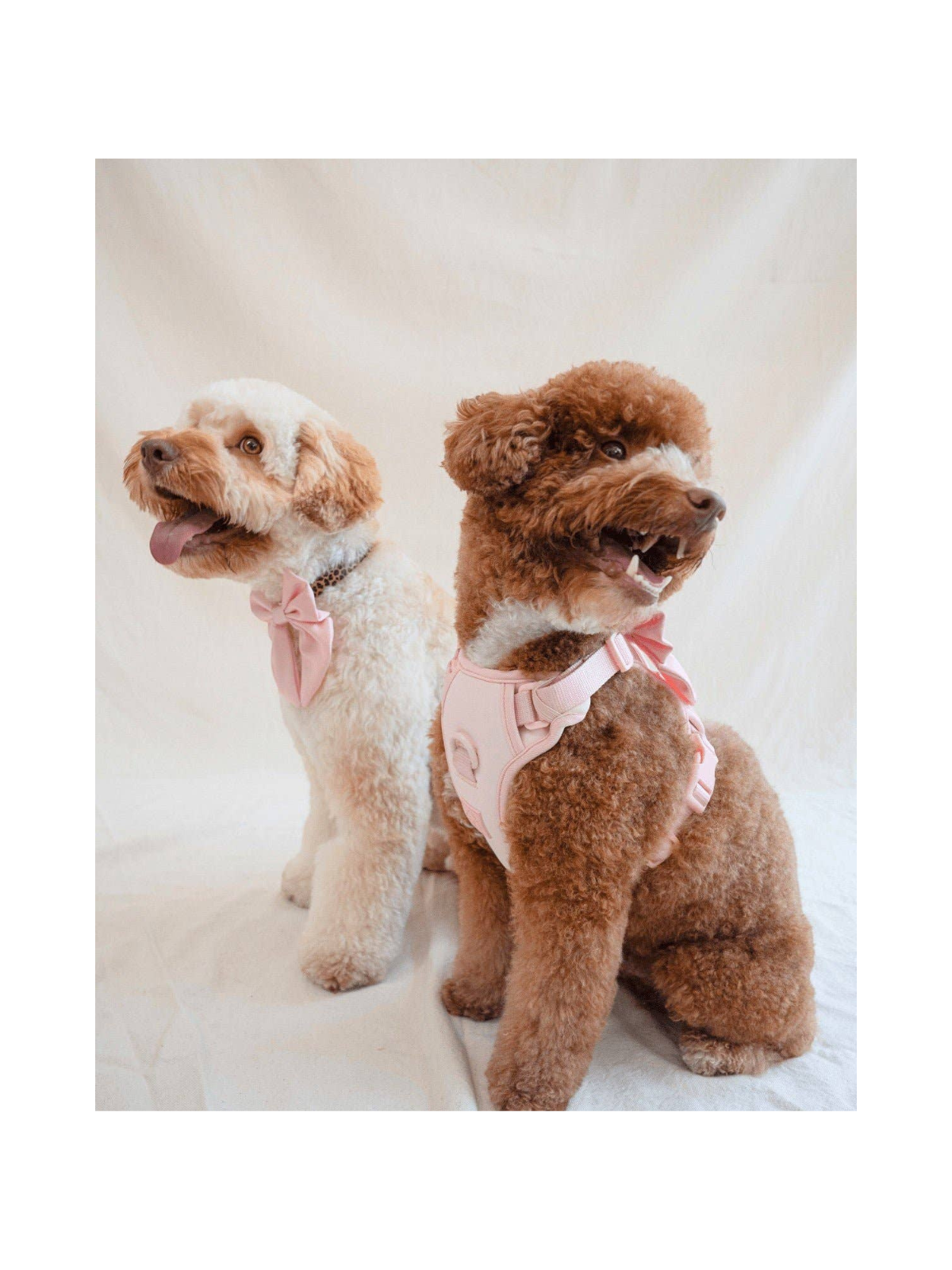 Wander! Bow Harness 2.0 – Blossom Pink