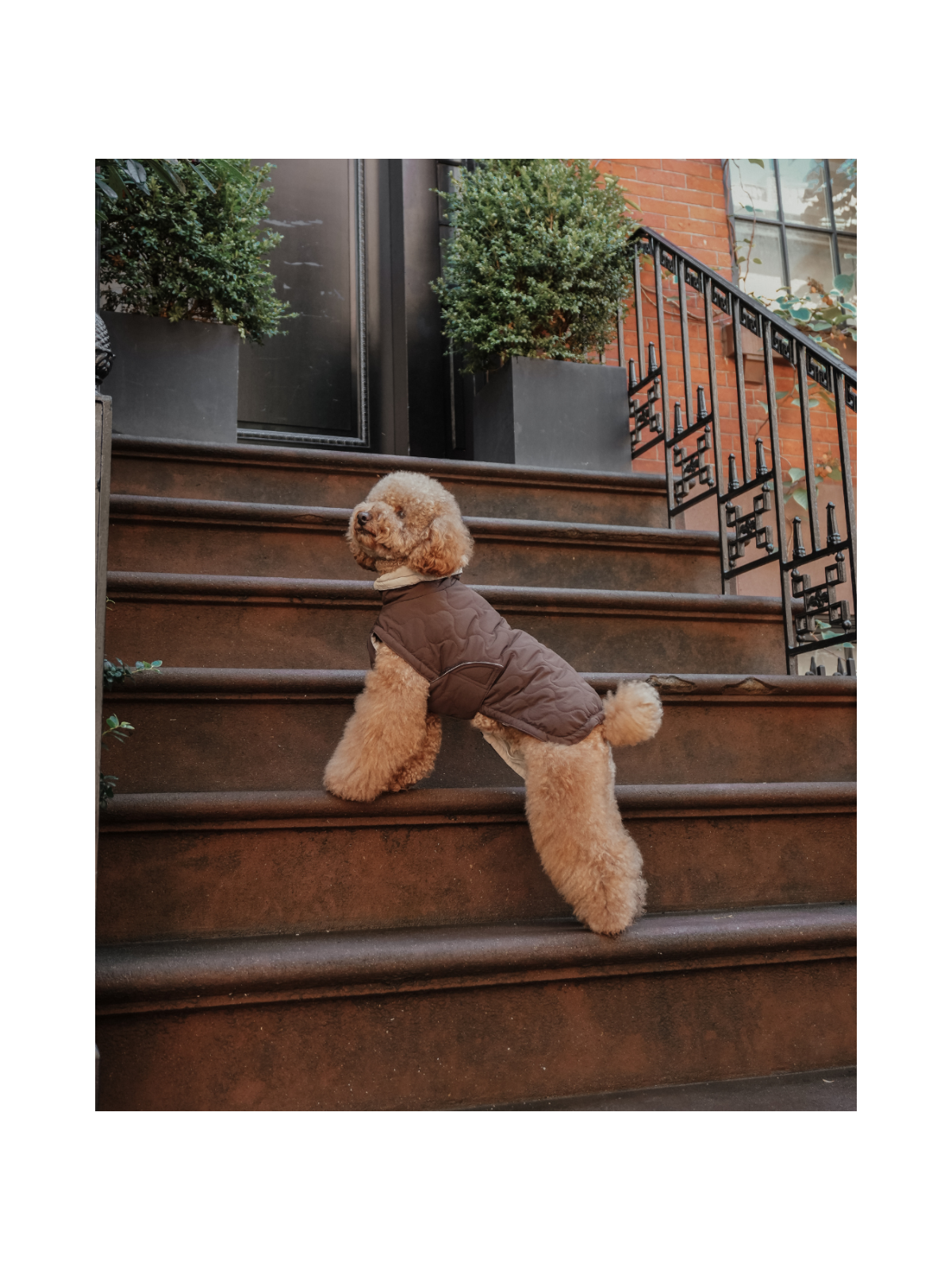 The Capsule Quilted Dog Coat – Chocolate