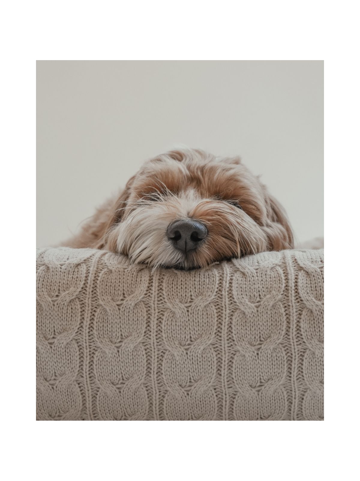 The Cable Knit 3-in-1 Dog Car Seat – Hazelnut