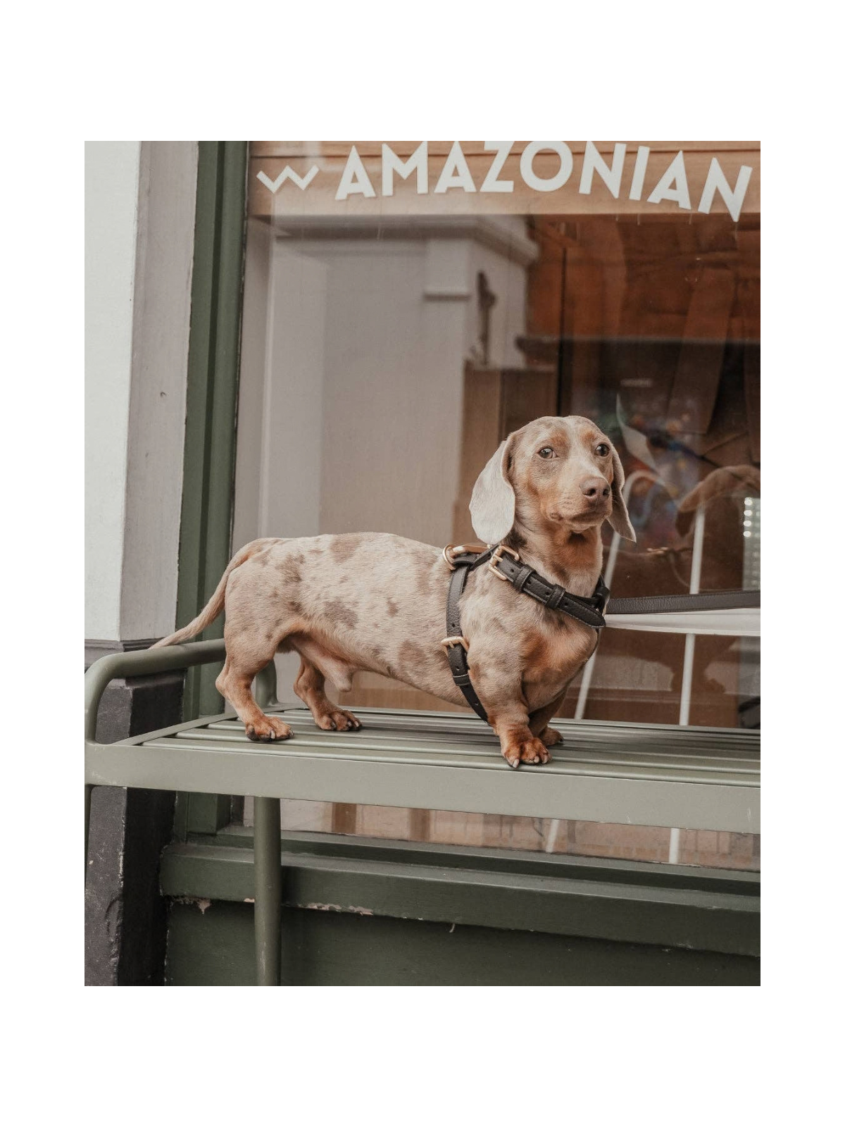 Studio Step-In Dog Harness – Chocolate