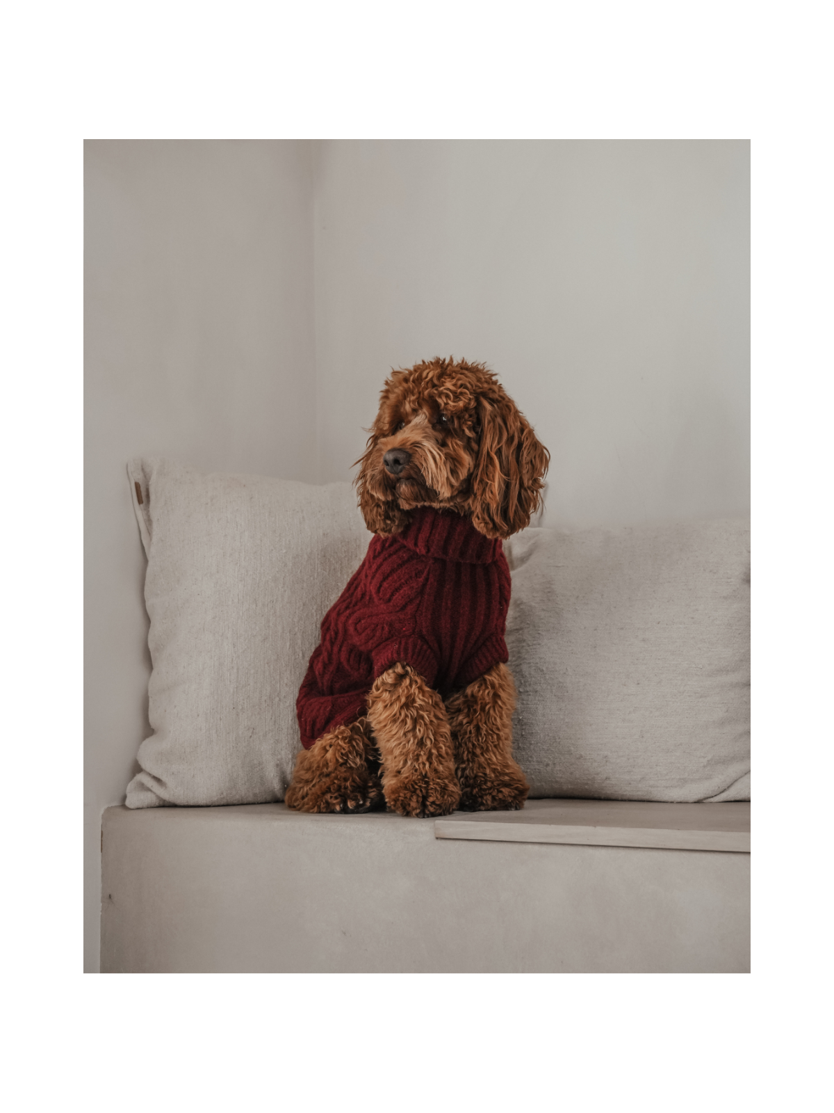 The Capsule Cable Knit Dog Sweater – Bordeaux