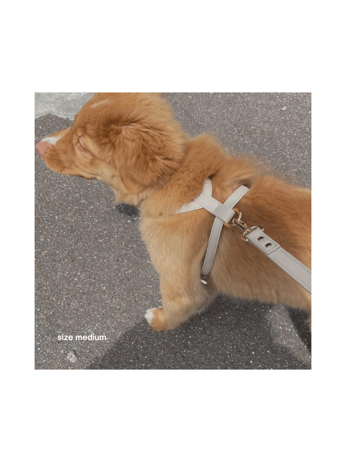 Harness – Cream