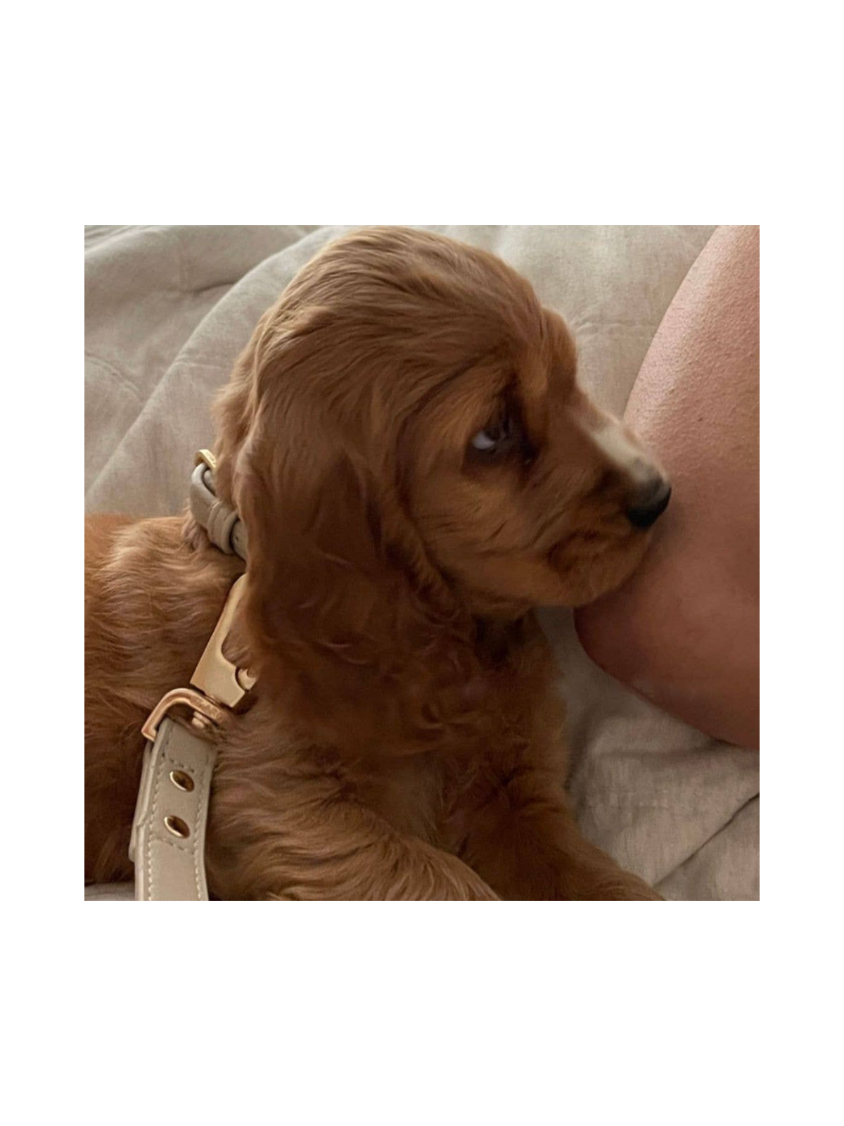 Leash – Cream