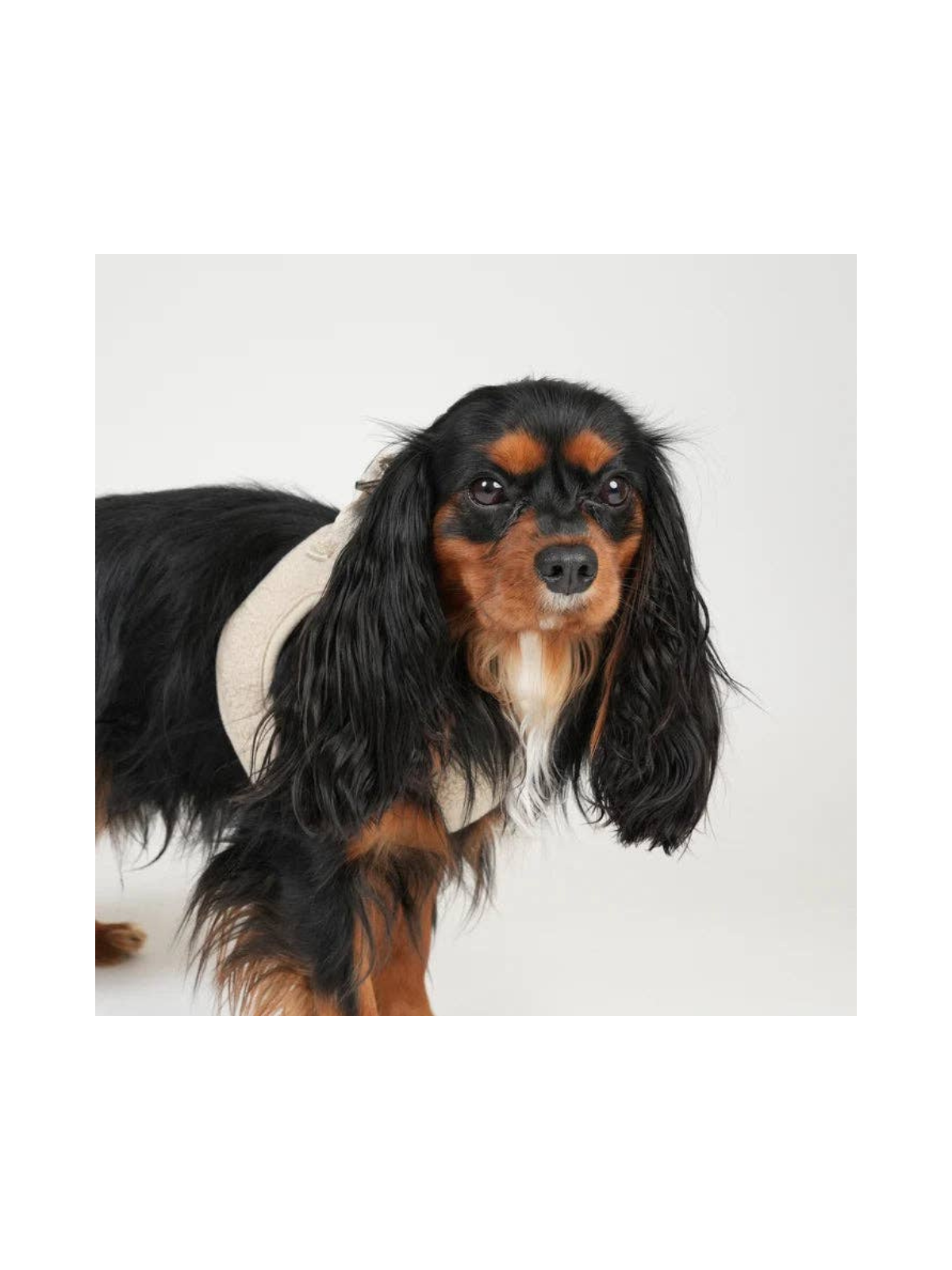 Teddy Step-In Harness – Nature