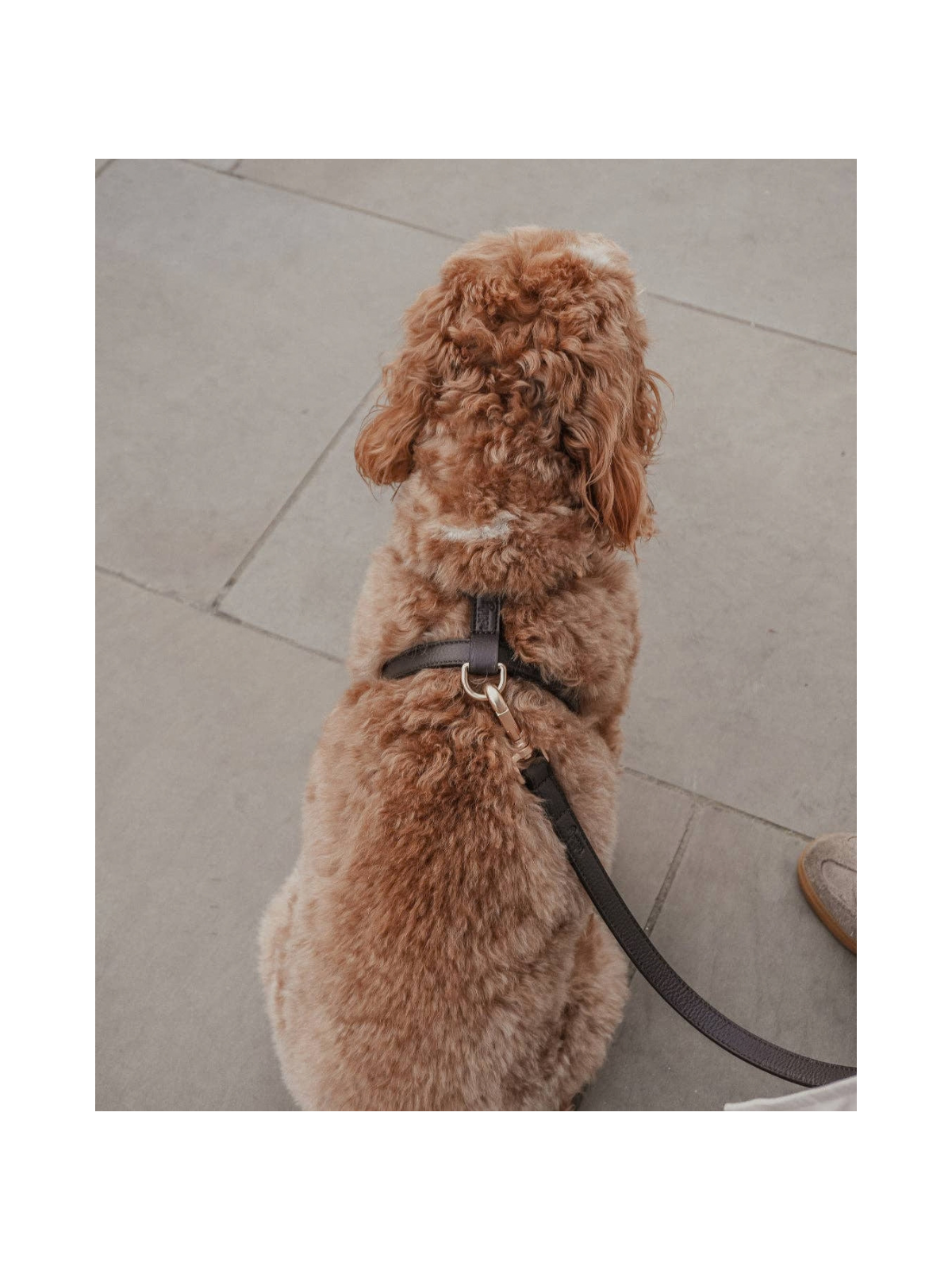 Studio Step-In Dog Harness – Chocolate