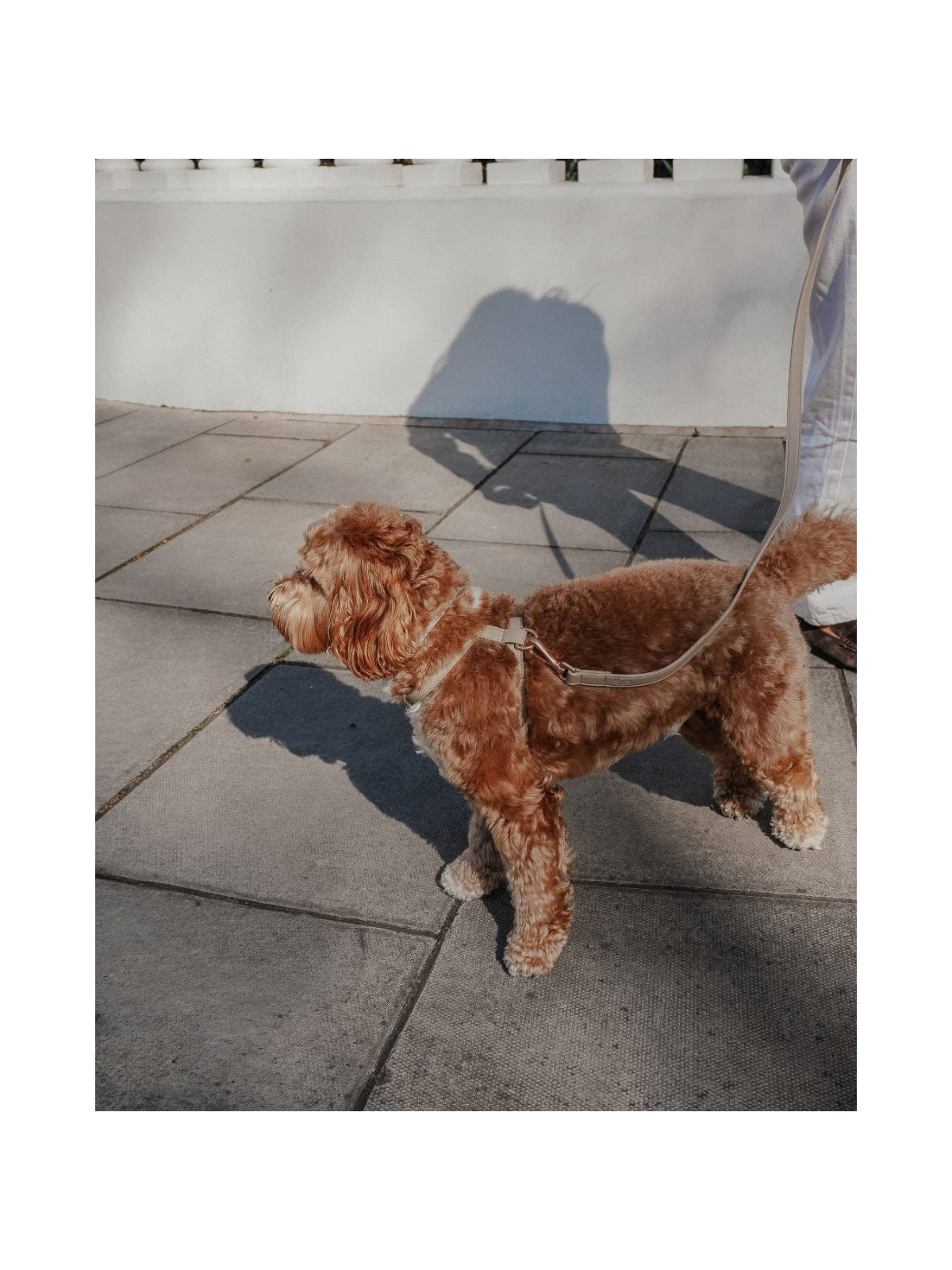 Studio Step-In Dog Harness – Hazelnut