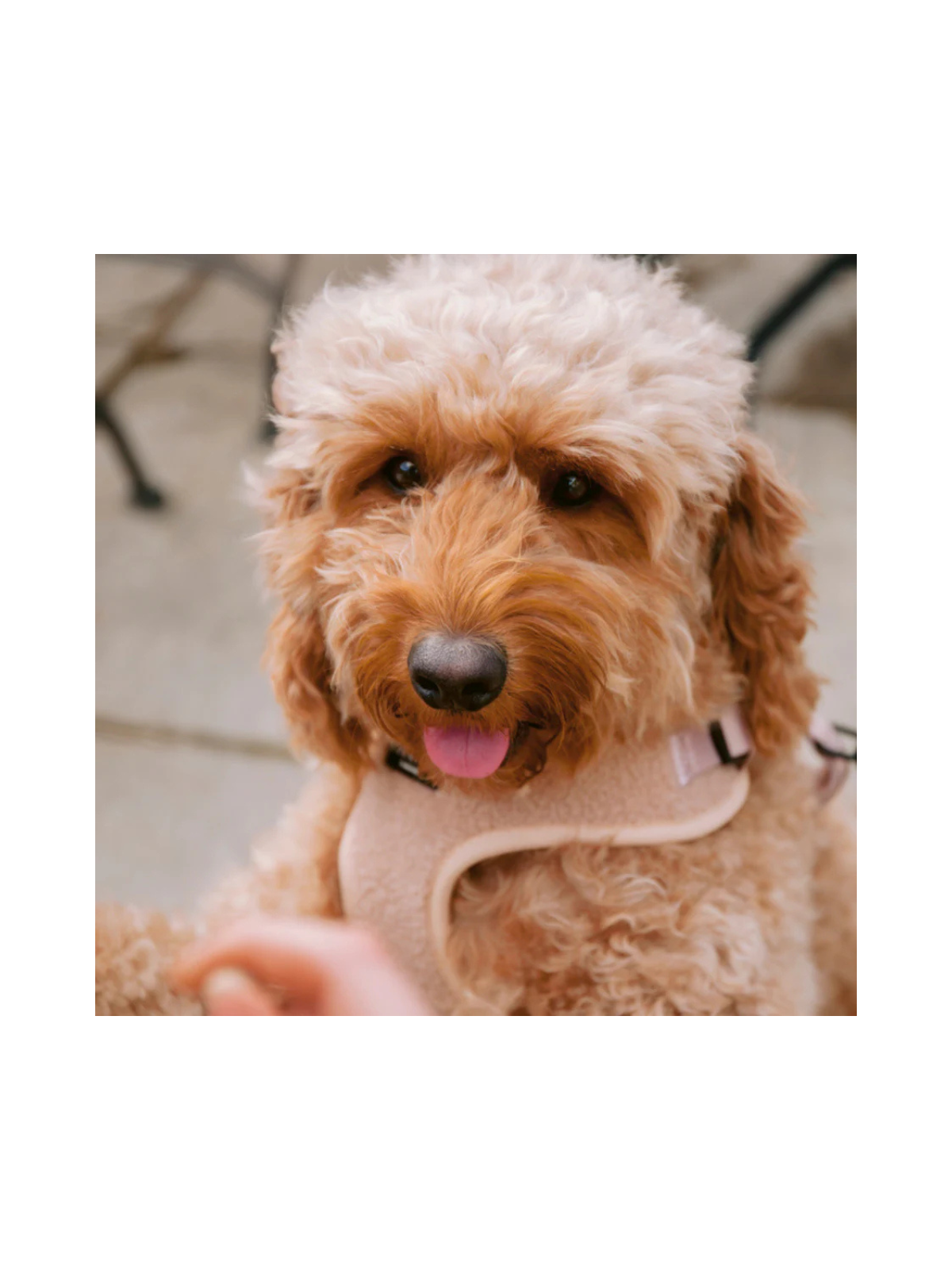 Teddy Adjustable Neck Harness – Rupert Beige