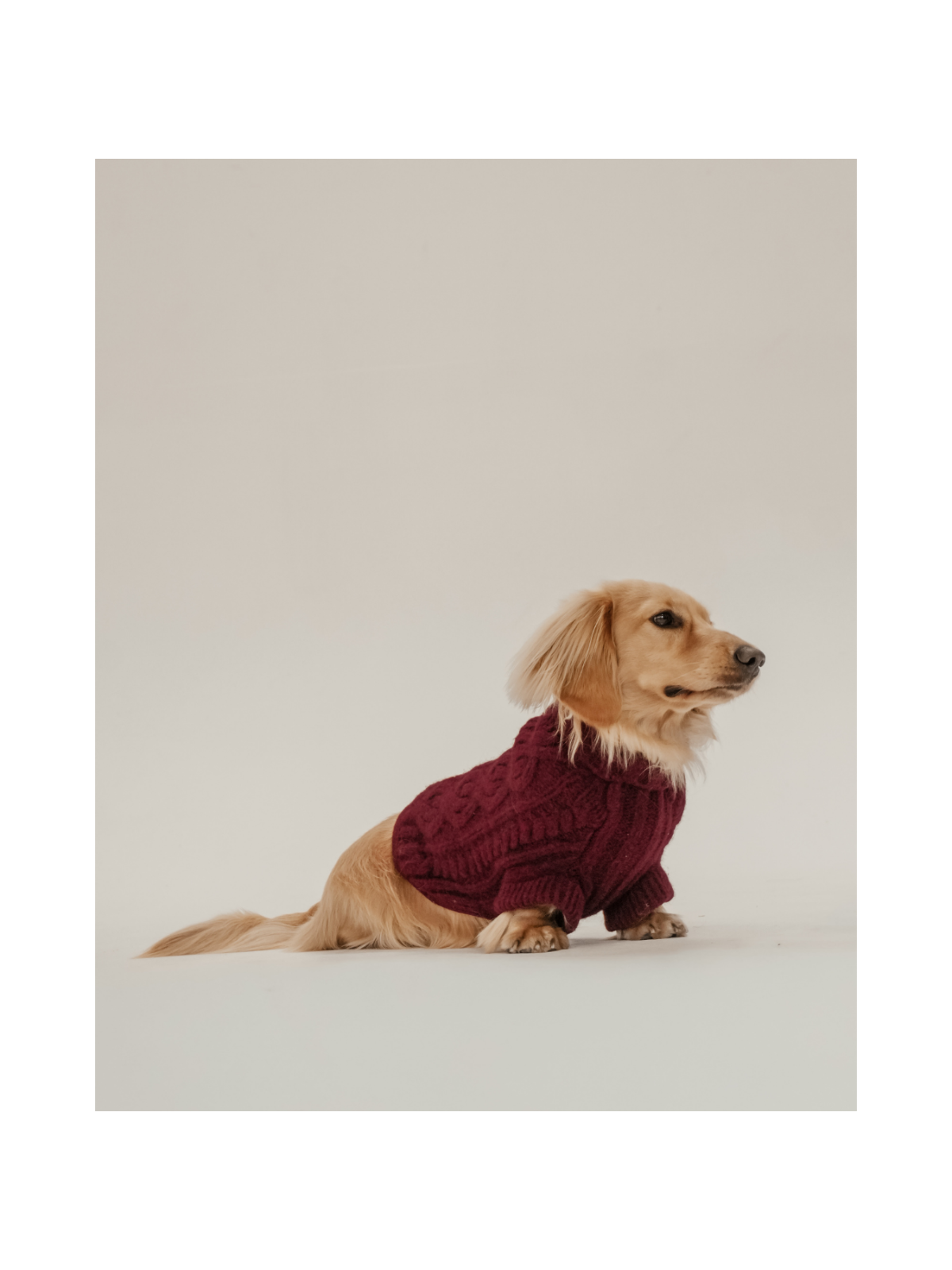 The Capsule Cable Knit Dog Sweater – Bordeaux