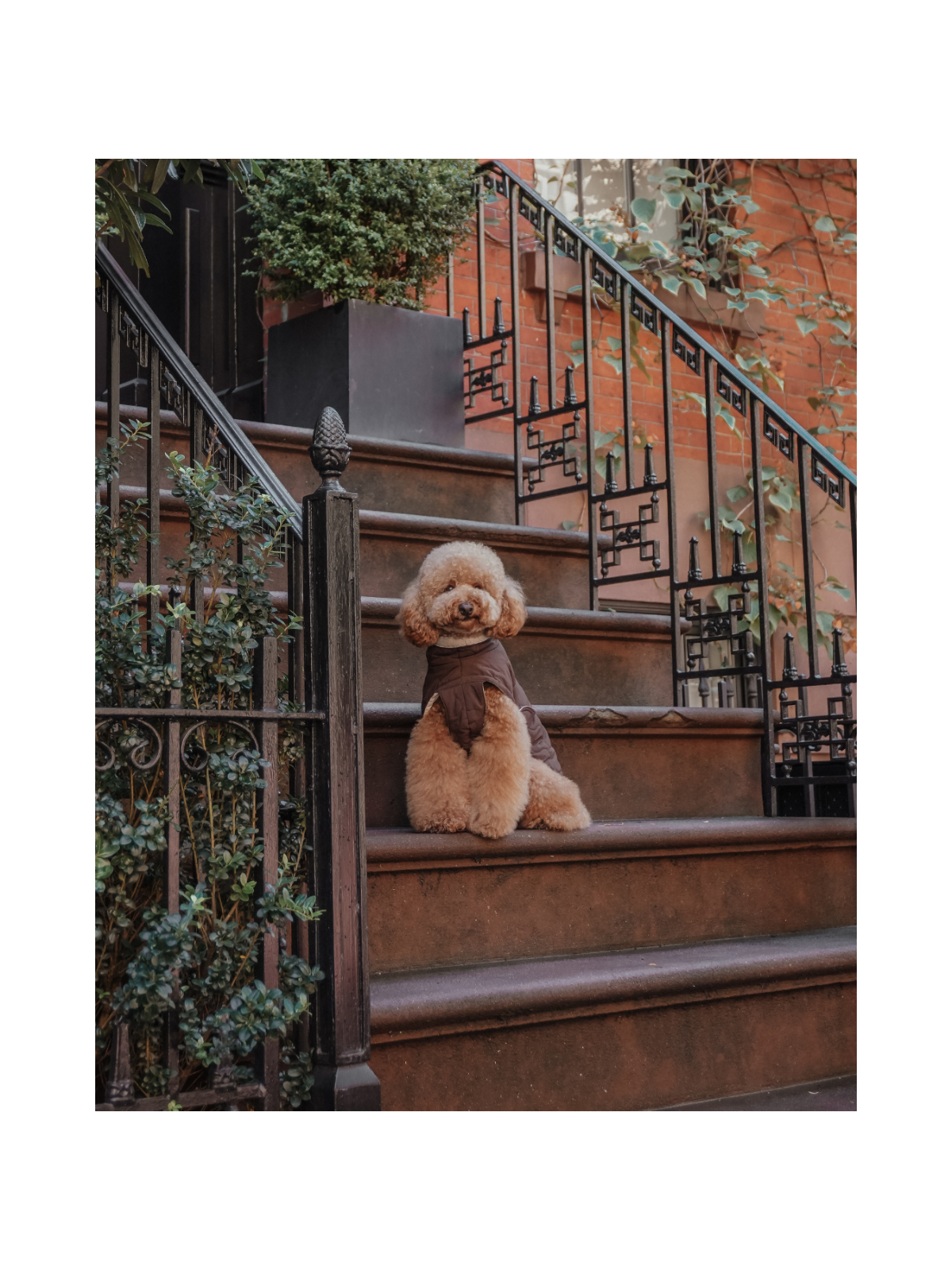 The Capsule Quilted Dog Coat – Chocolate