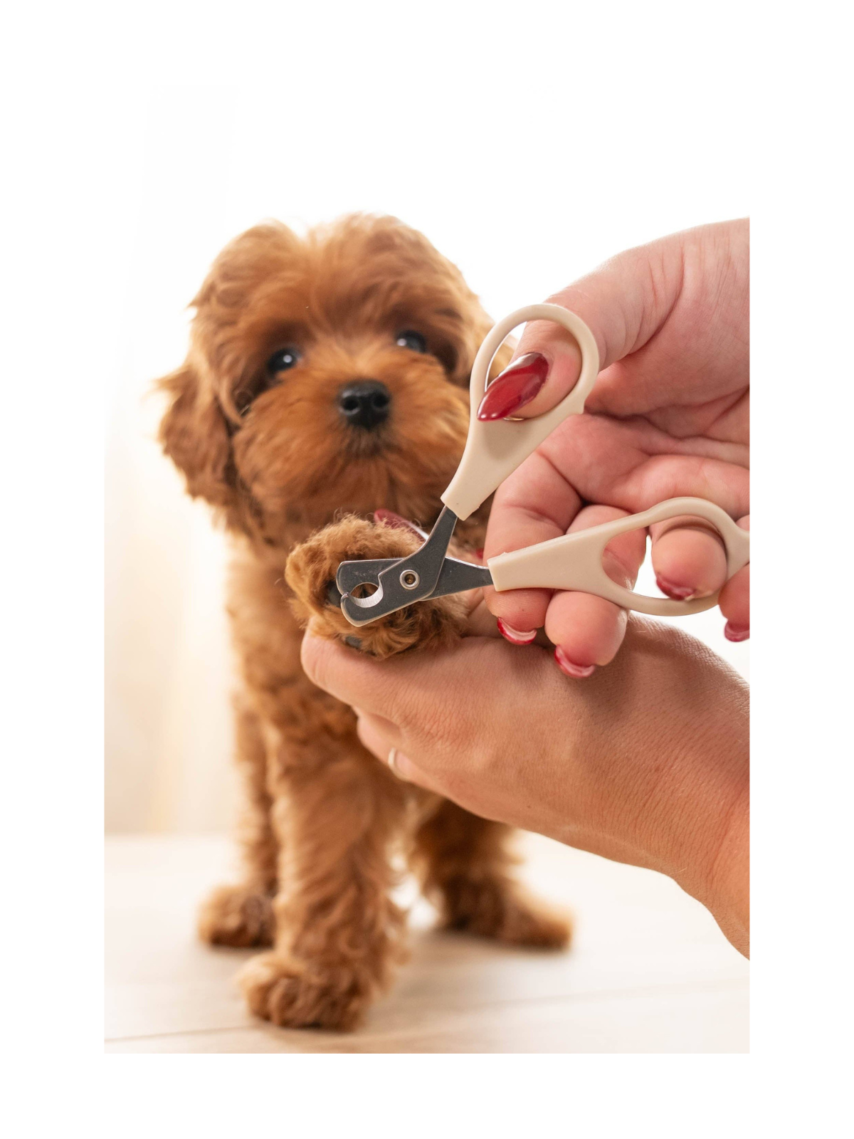 Puppy Grooming Kit