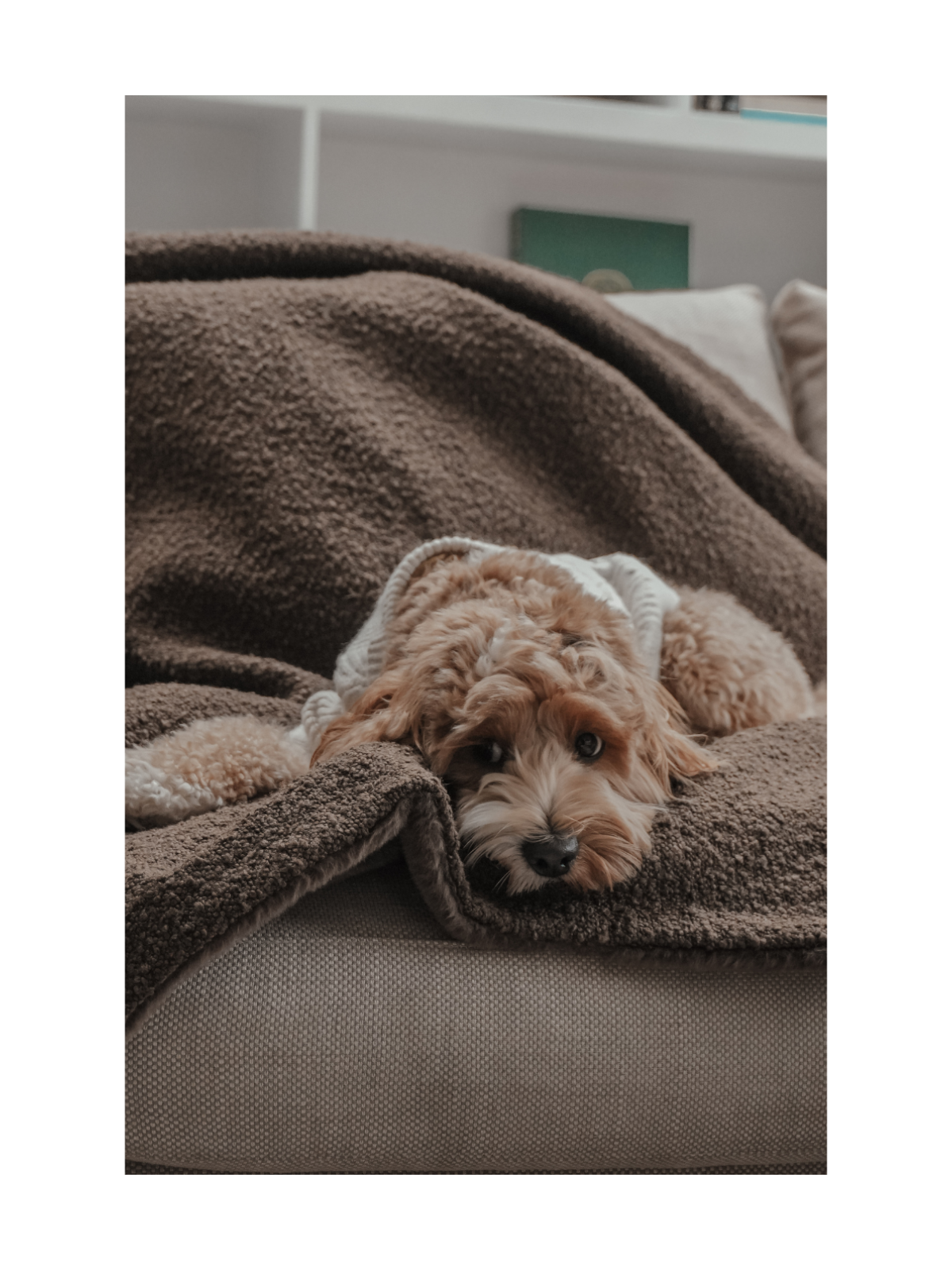 The Bouclé Blanket - Chocolate