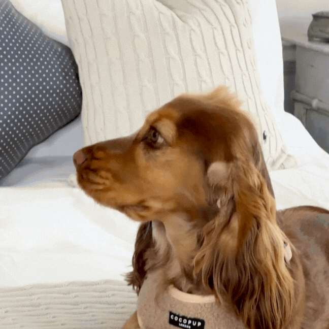 Teddy Rupert Bone Toy