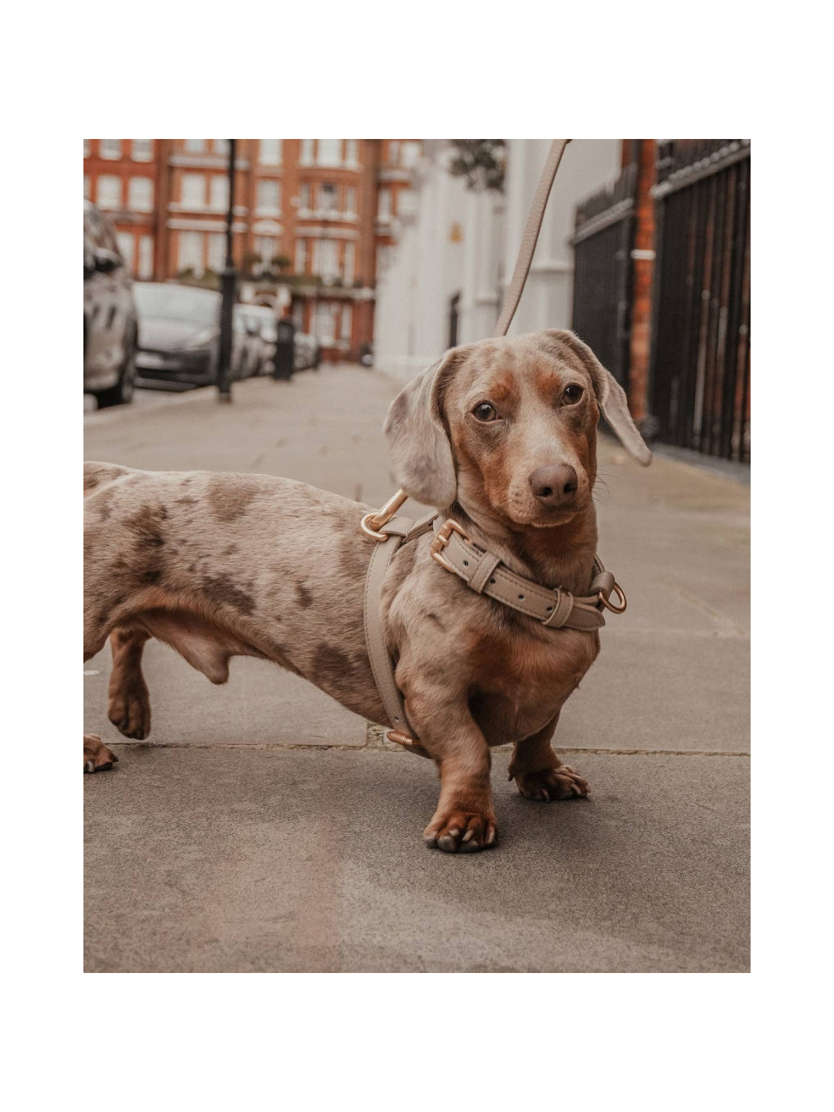 Studio Step-In Dog Harness – Hazelnut