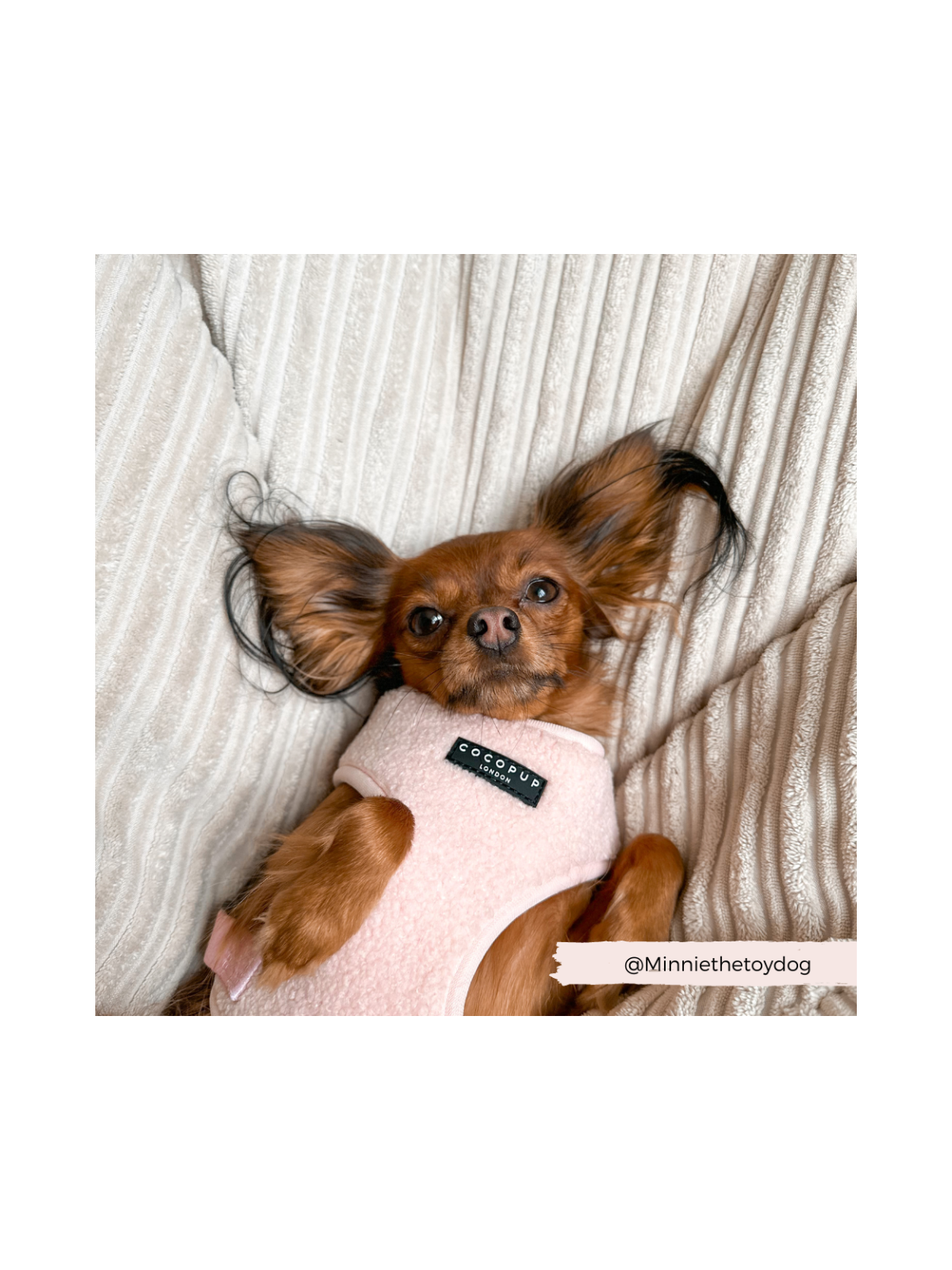 Teddy Adjustable Neck Harness – Love-A-Lot Pink