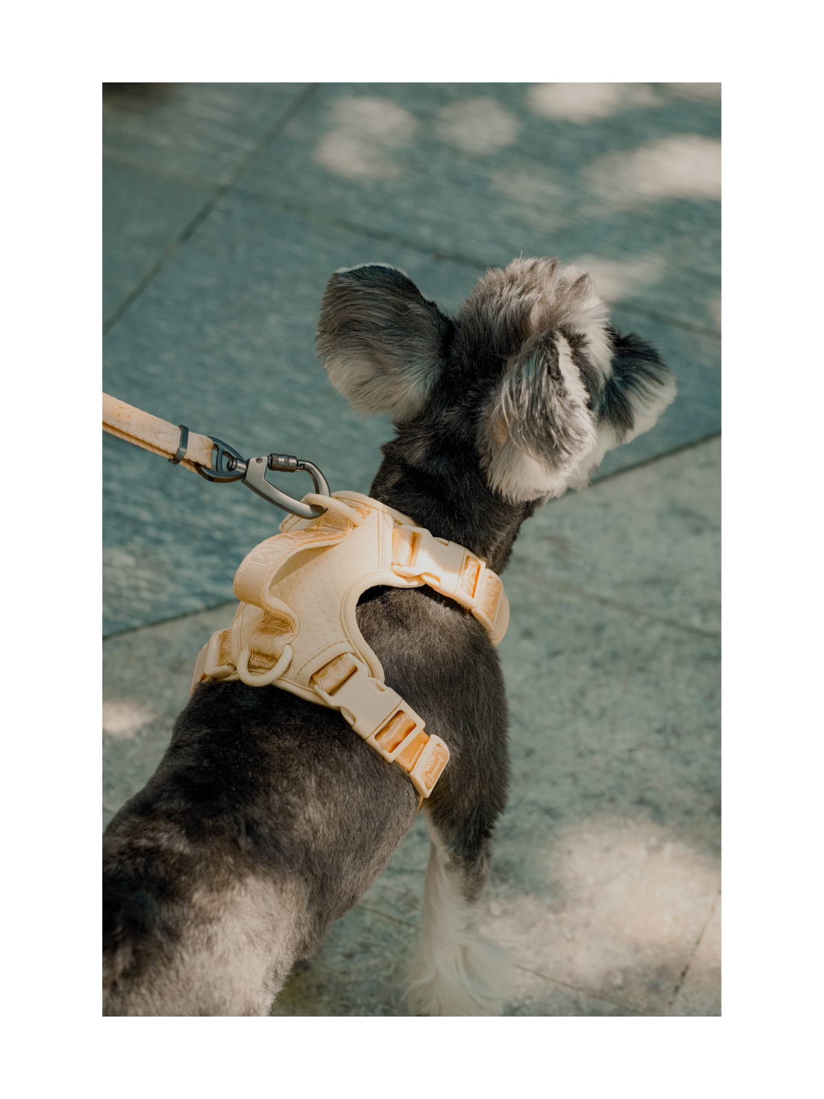 No Pull Active Dog Harness – Apricot