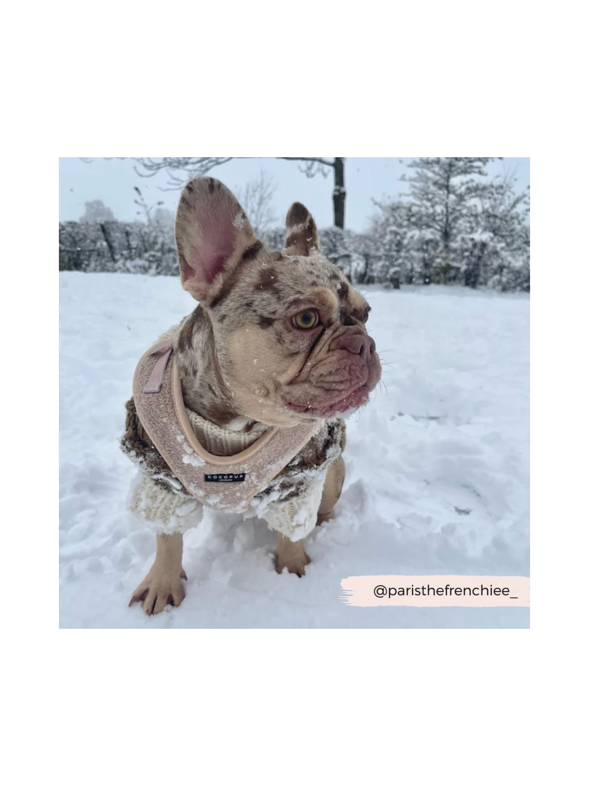 Teddy Adjustable Neck Harness – Rupert Beige