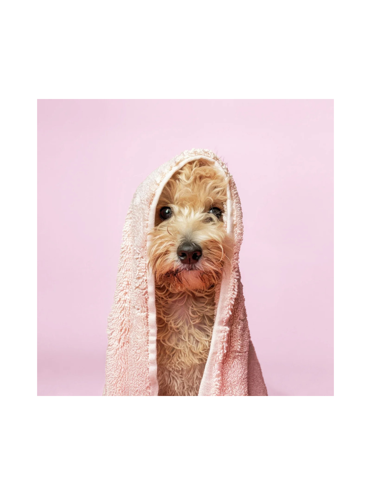 Good Bites – Regenerating Dog Shampoo