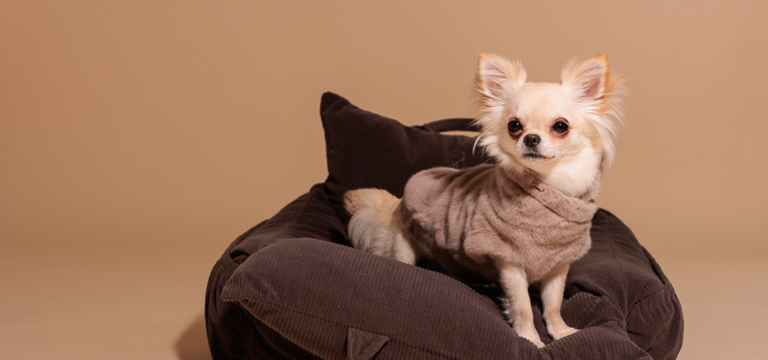 Bisou Dog