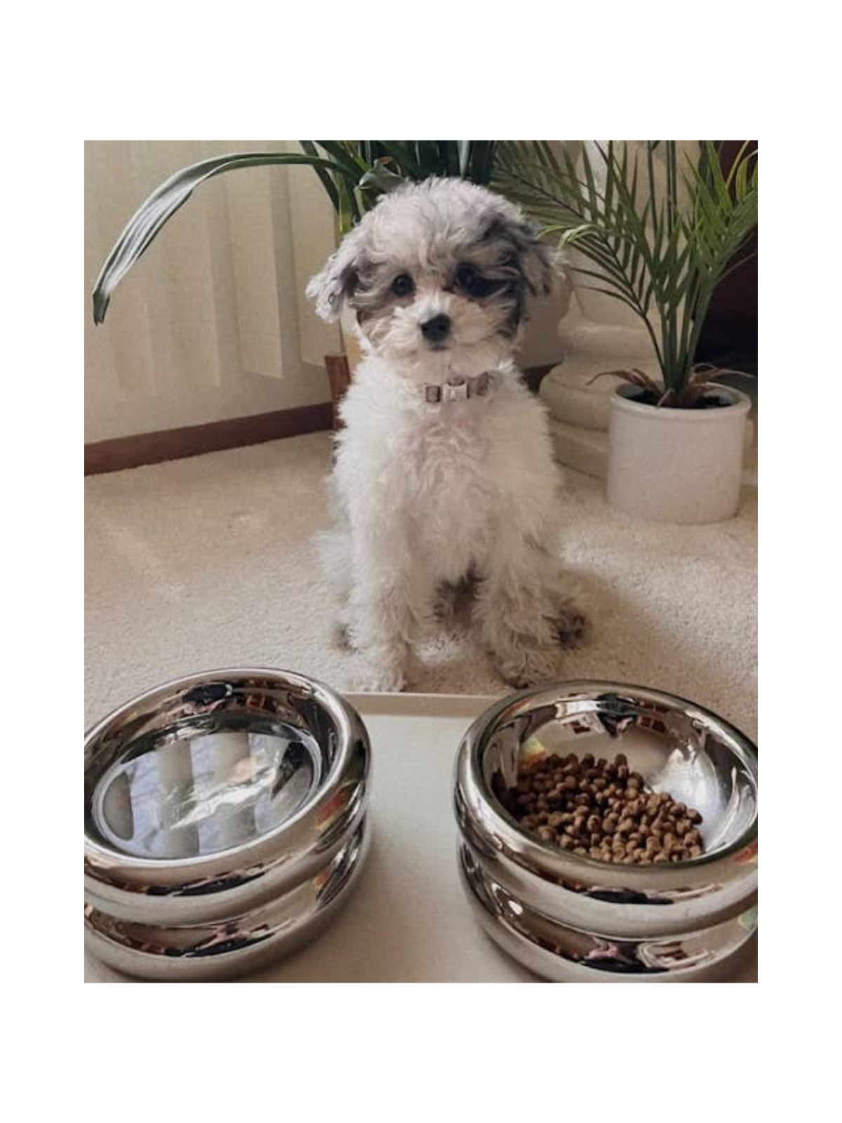 Chrome Elevated Halo Pet Bowl