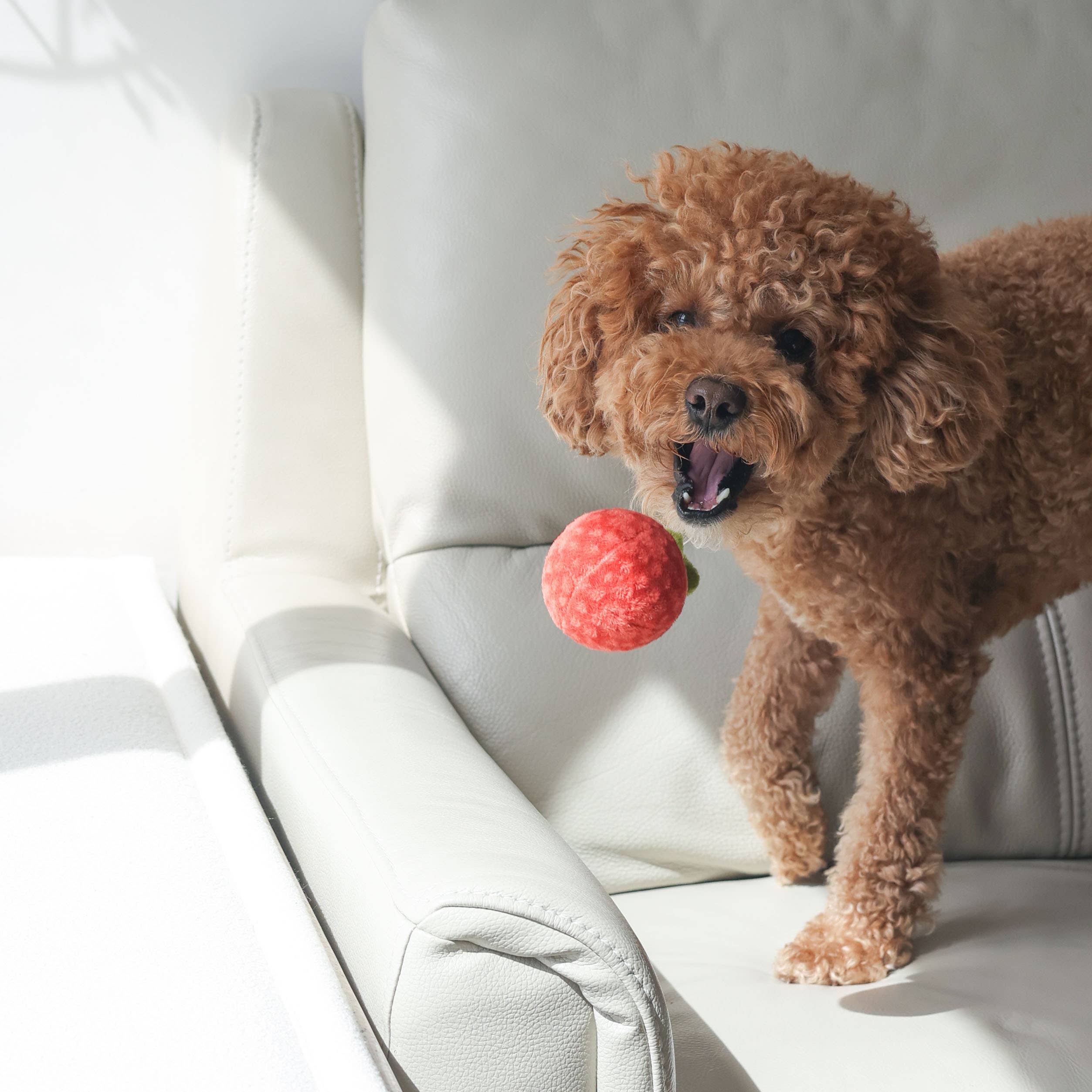 Tomato Soup Nosework Toy