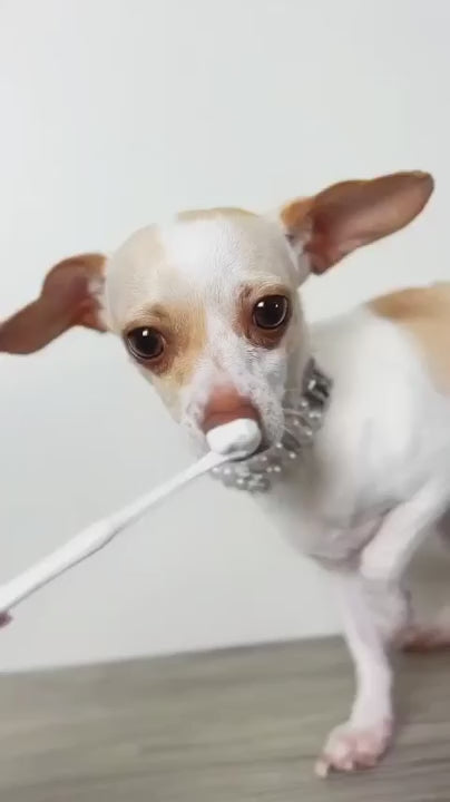 Load video: Puppy Polisher Eco Toothbrush