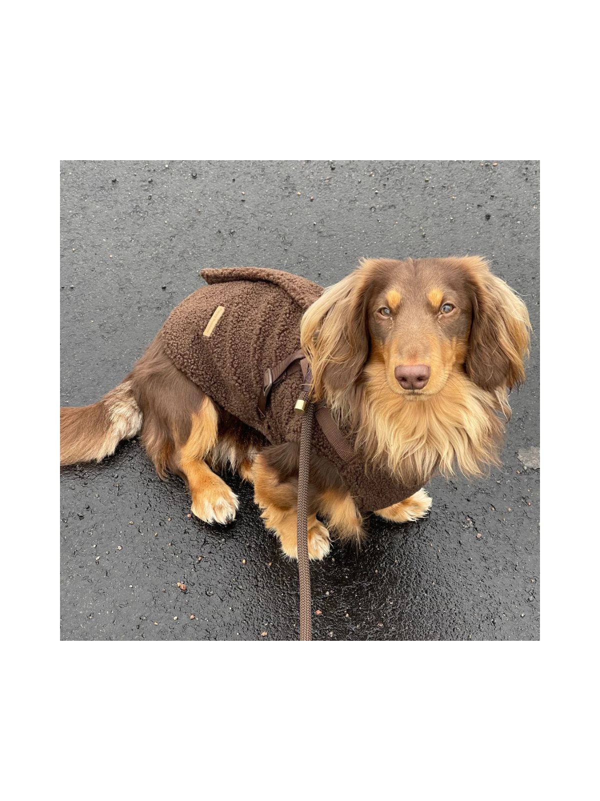 Teddy Coat with Harness – Espresso